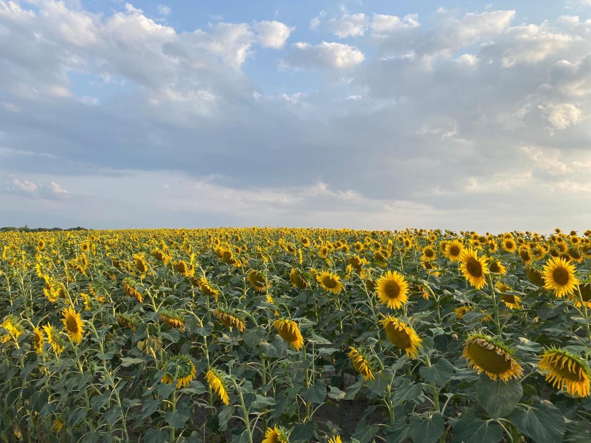Kakasszéki Vendégház Székkutas Exterior foto
